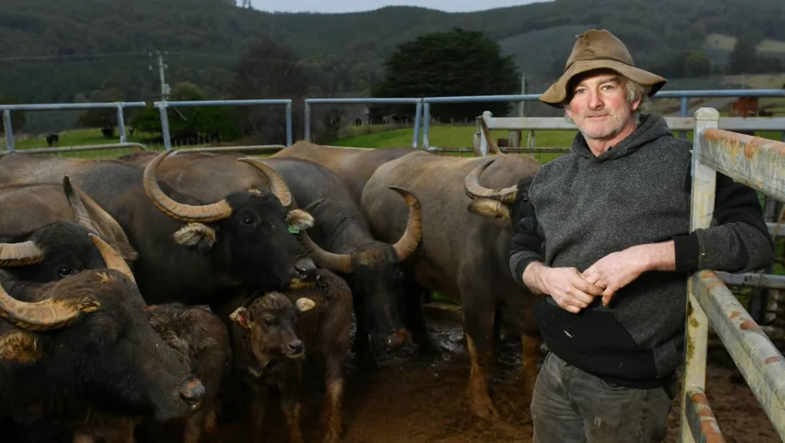 Tasmanian Buffalo, Preston Tasmania